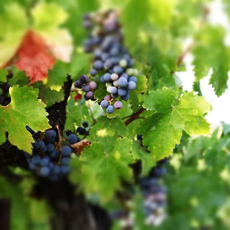 Churon Inn Winery Temecula Exterior foto