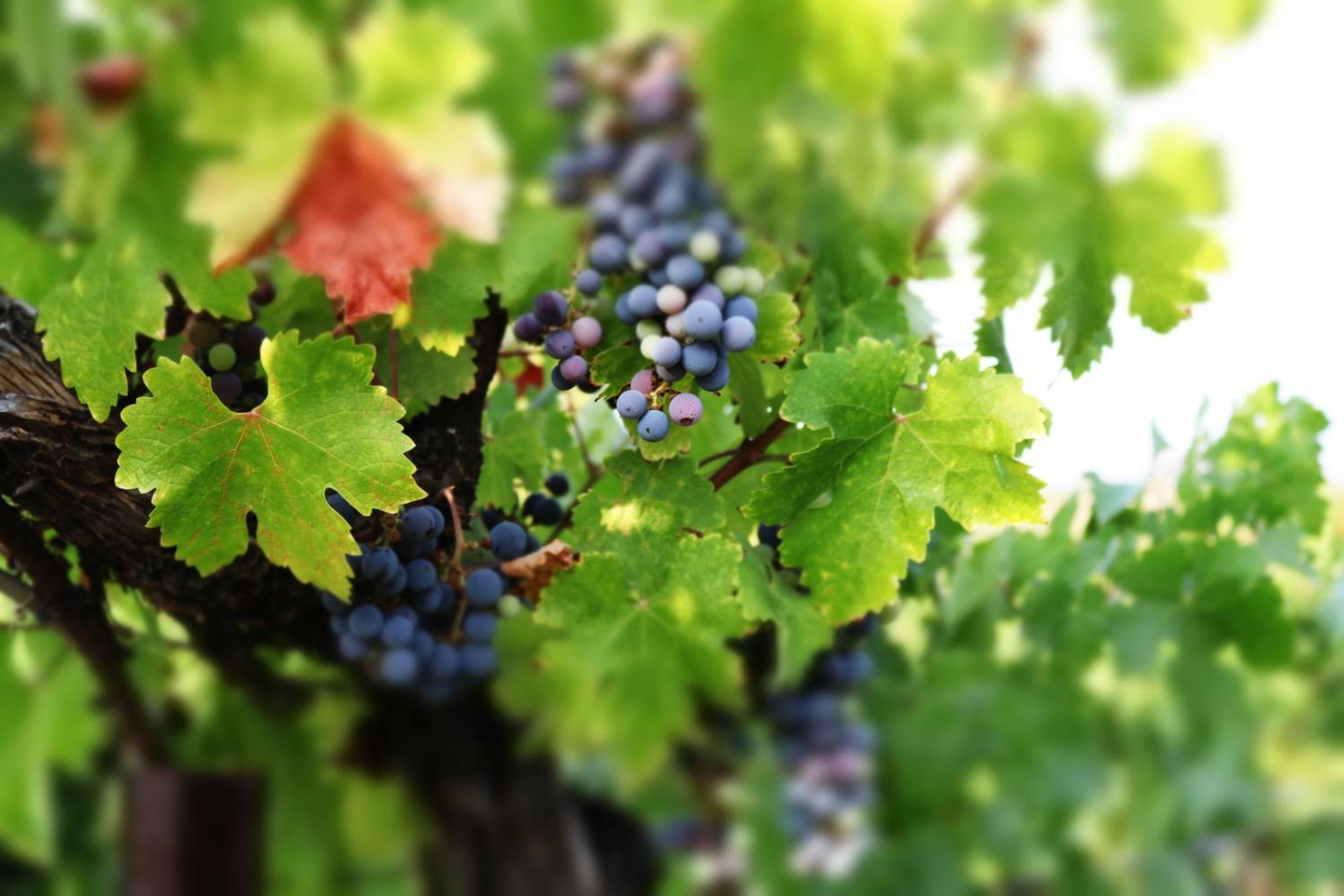 Churon Inn Winery Temecula Exterior foto